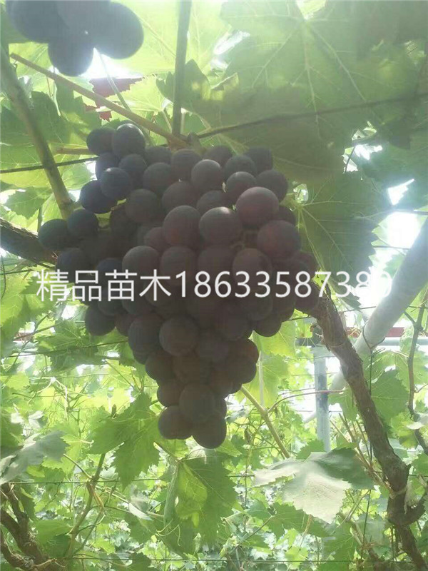 早夏玫瑰